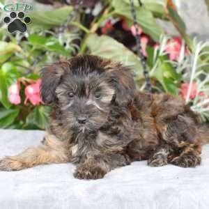 Rambo, Yorkie Poo Puppy
